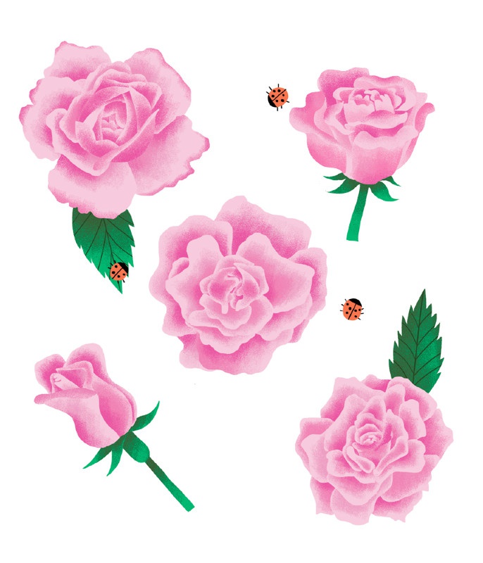 illustration amelie faliere roses.jpg - Amlie FALIERE | Virginie